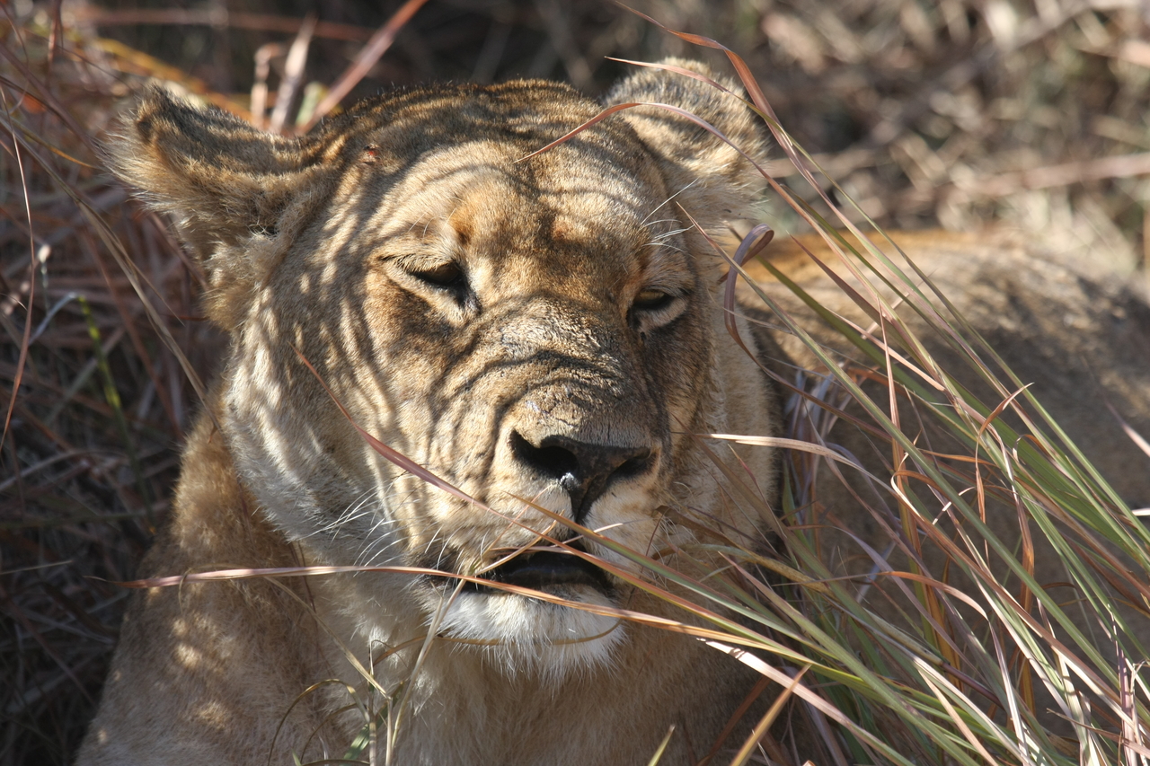 [18604] 2016_06_28_04_03_09_Africa_Canon_EOS_40D_IMG__00295.jpg