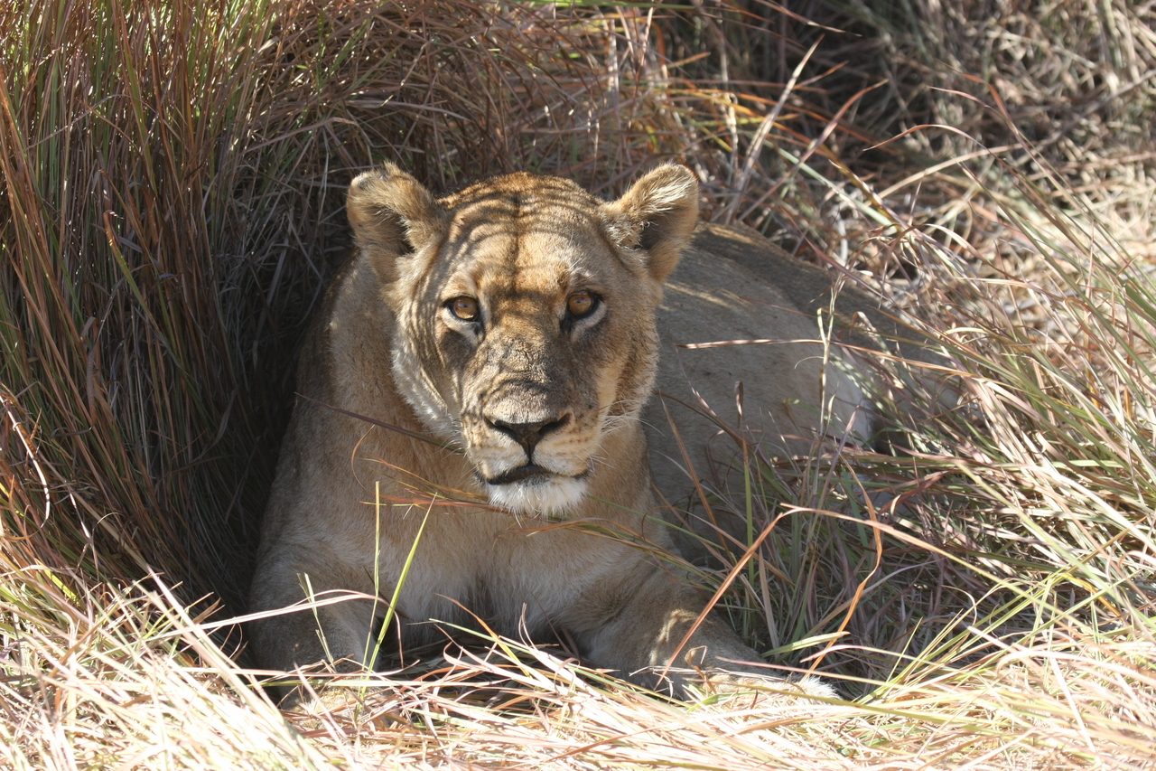 [18612] 2016_06_28_04_03_33_Africa_Canon_EOS_40D_IMG__00297.jpg
