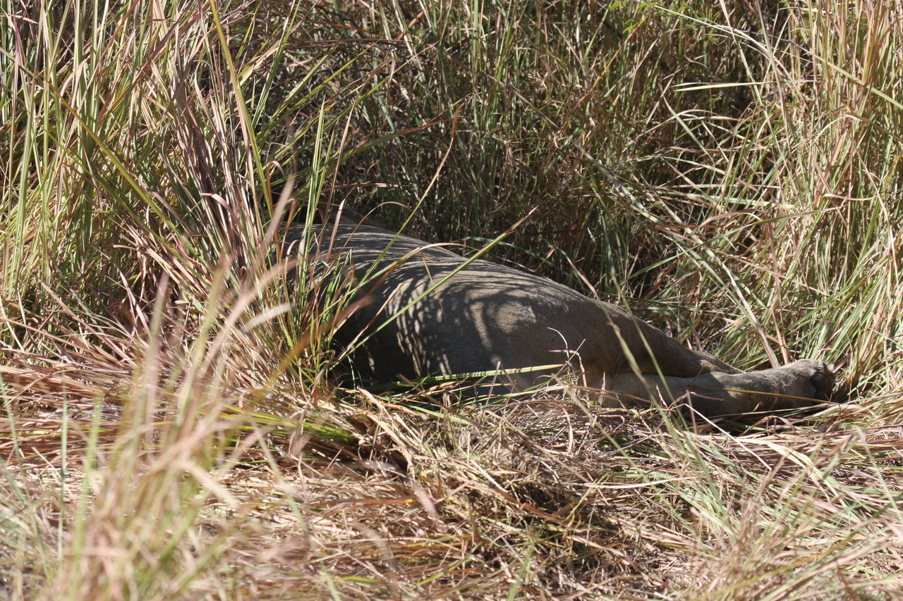 [18642] 2016_06_28_04_04_35_Africa_Canon_EOS_40D_IMG__00308.jpg