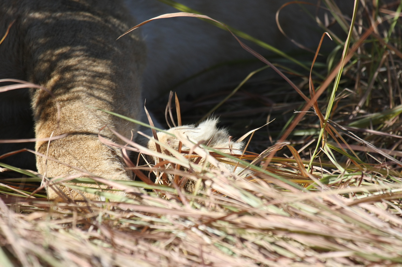 [18652] 2016_06_28_04_10_32_Africa_Canon_EOS_40D_IMG__02698.jpg