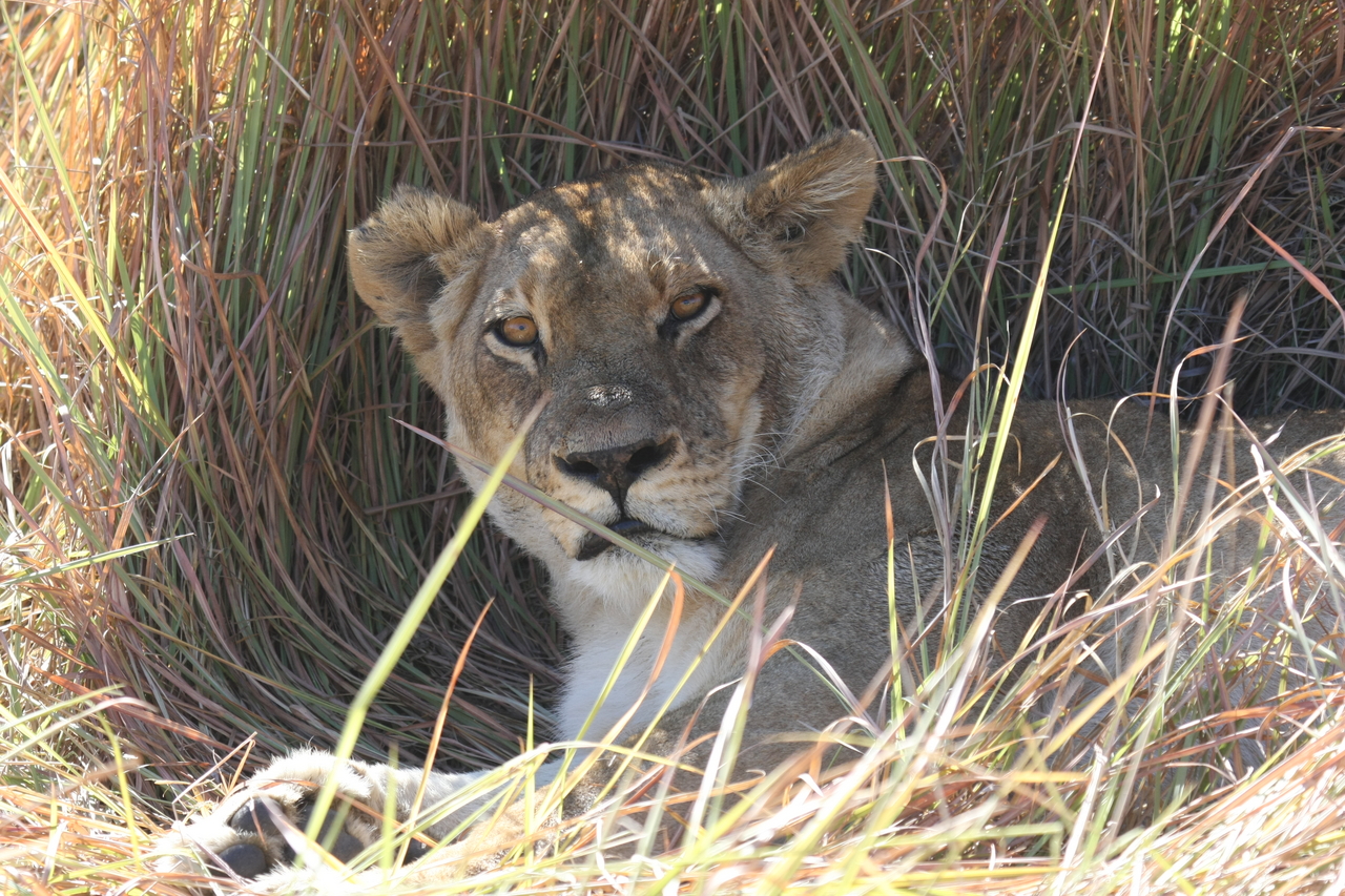 [18671] 2016_06_28_04_15_42_Africa_Canon_EOS_40D_IMG__10152.jpg
