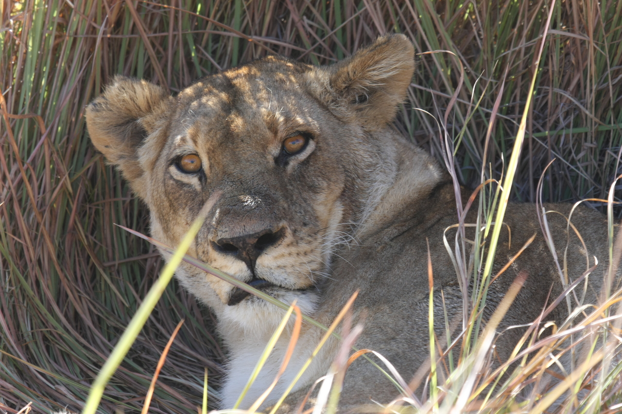 [18672] 2016_06_28_04_15_45_Africa_Canon_EOS_40D_IMG__00319.jpg