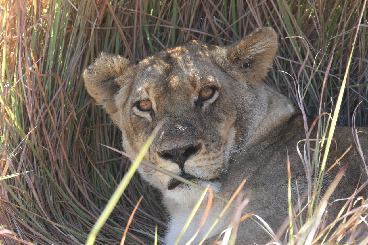 [18674] 2016_06_28_04_15_45_Africa_Canon_EOS_40D_IMG__00321.jpg