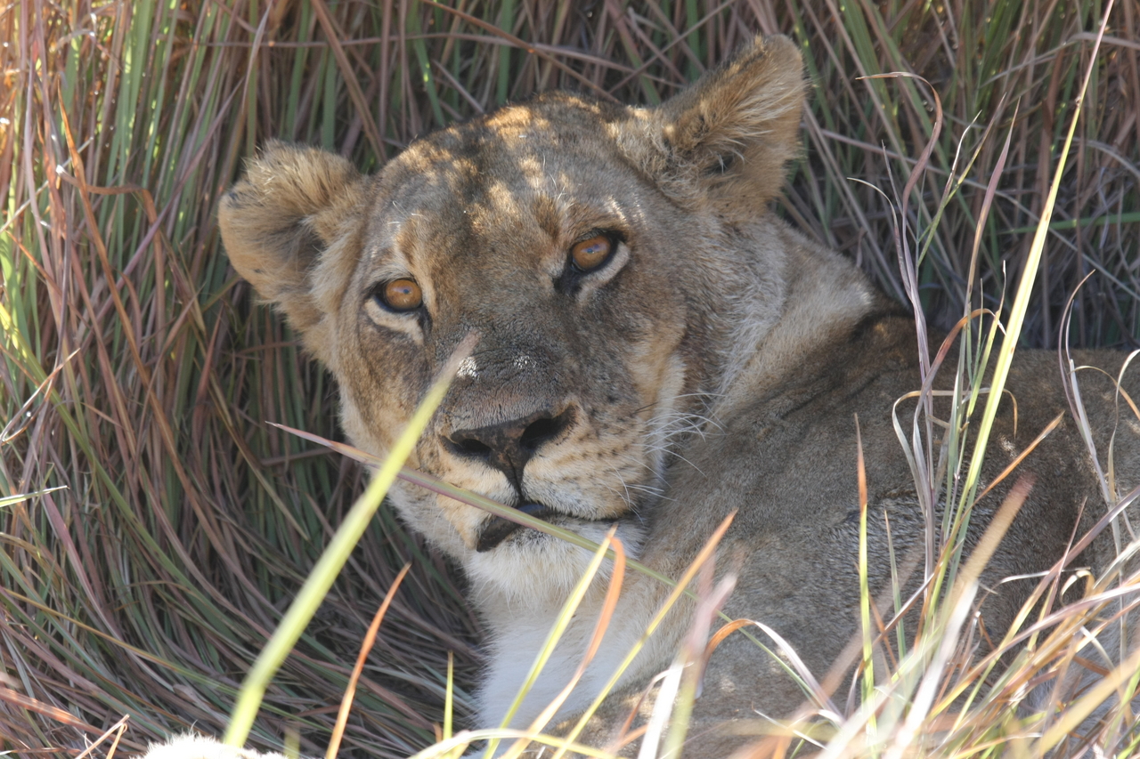 [18688] 2016_06_28_04_15_47_Africa_Canon_EOS_40D_IMG__10157.jpg