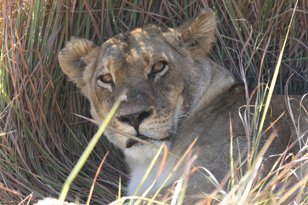 [18689] 2016_06_28_04_15_47_Africa_Canon_EOS_40D_IMG__10159.jpg