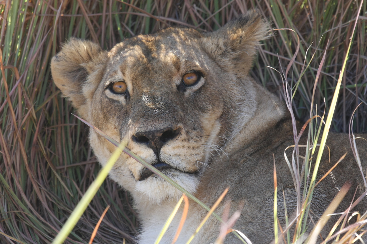 [18690] 2016_06_28_04_15_52_Africa_Canon_EOS_40D_IMG__00326.jpg