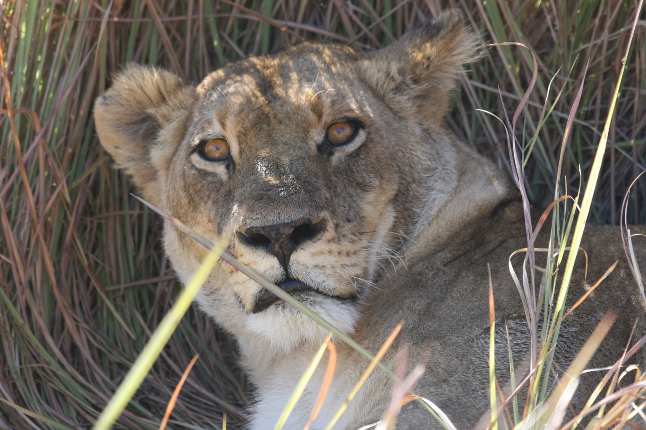 [18694] 2016_06_28_04_15_52_Africa_Canon_EOS_40D_IMG__02714.jpg