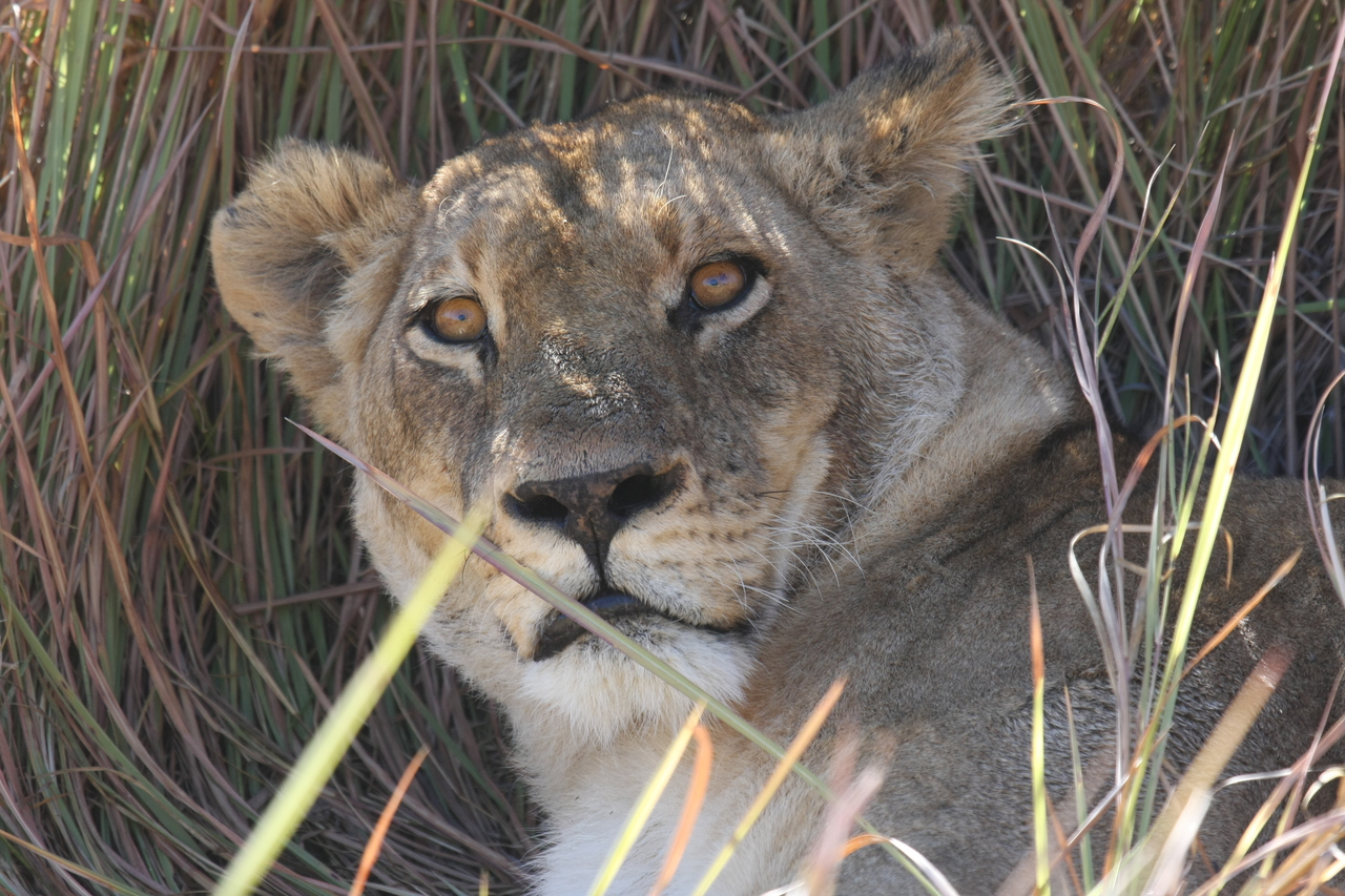 [18698] 2016_06_28_04_15_52_Africa_Canon_EOS_40D_IMG__10162.jpg