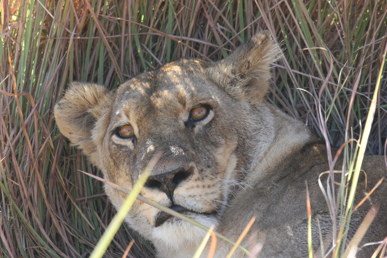 [18699] 2016_06_28_04_16_00_Africa_Canon_EOS_40D_IMG__00329.jpg