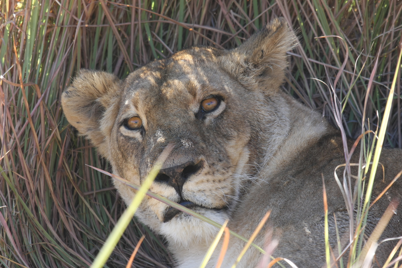 [18709] 2016_06_28_04_16_01_Africa_Canon_EOS_40D_IMG__00333.jpg