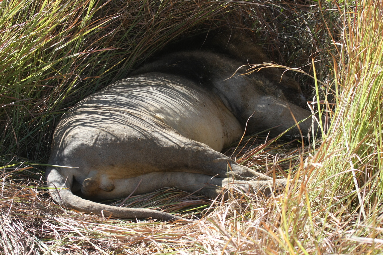 [18719] 2016_06_28_04_16_27_Africa_Canon_EOS_40D_IMG__10171.jpg