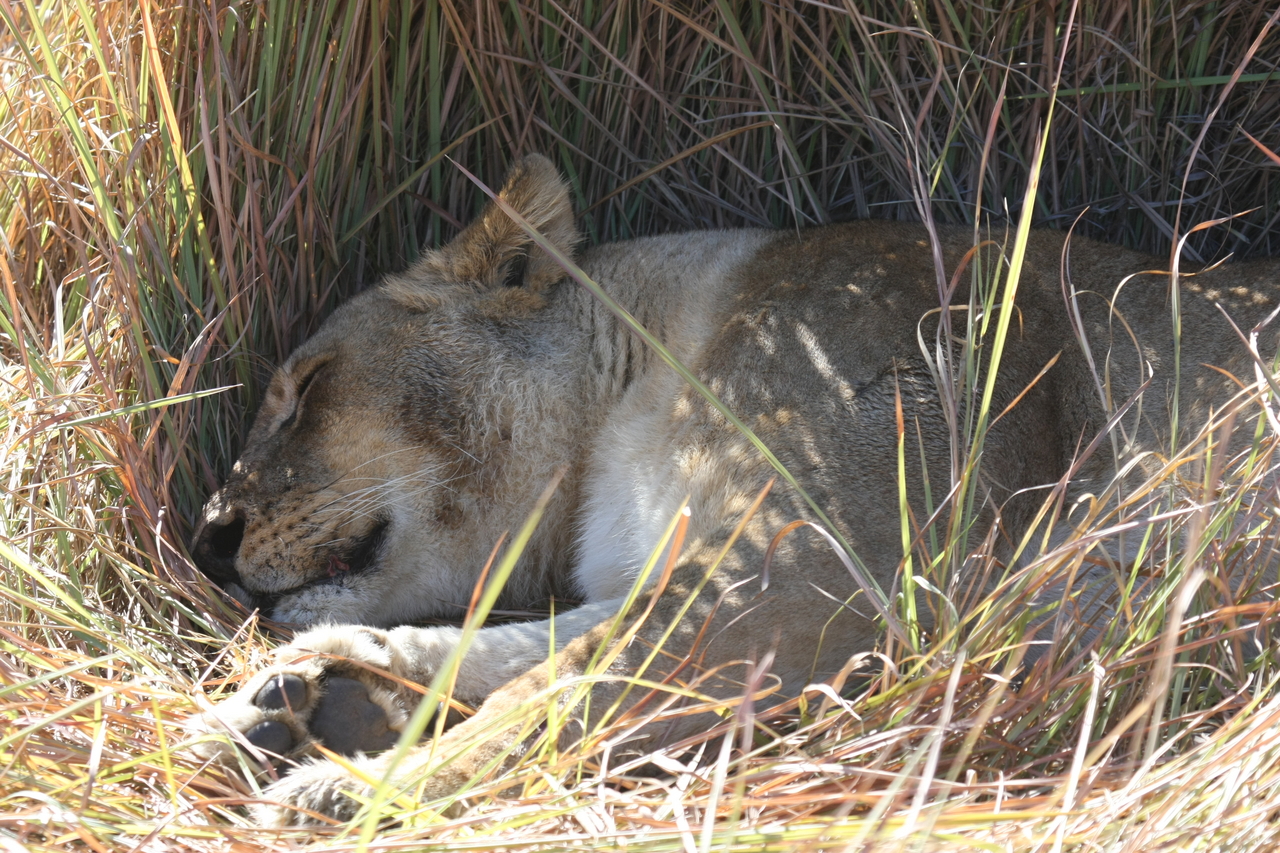 [18740] 2016_06_28_04_17_09_Africa_Canon_EOS_40D_IMG__02731.jpg