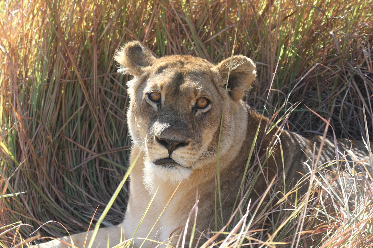 [18787] 2016_06_28_04_17_46_Africa_Canon_EOS_40D_IMG__02749.jpg