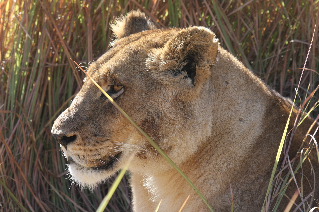 [18809] 2016_06_28_04_18_03_Africa_Canon_EOS_40D_IMG__02758.jpg