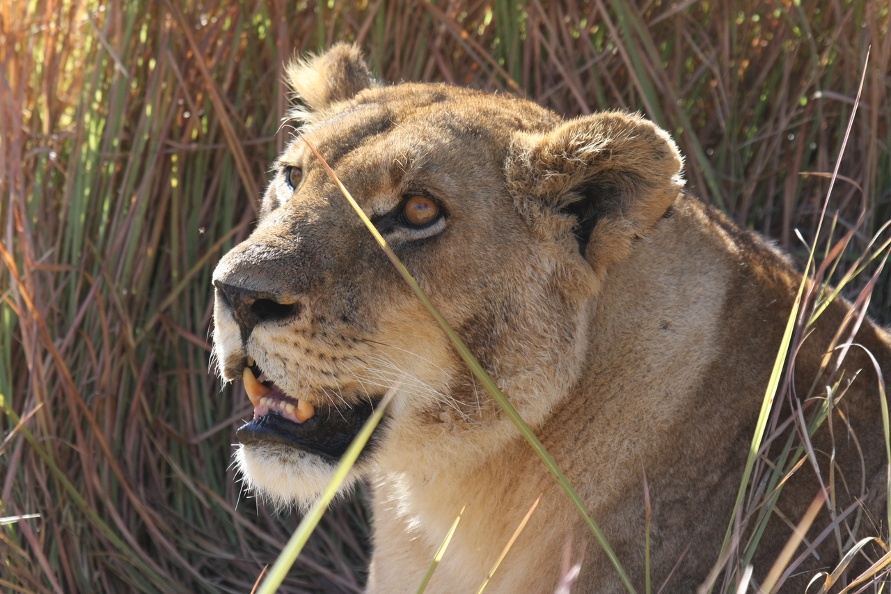 [18867] 2016_06_28_04_18_22_Africa_Canon_EOS_40D_IMG__10223.jpg