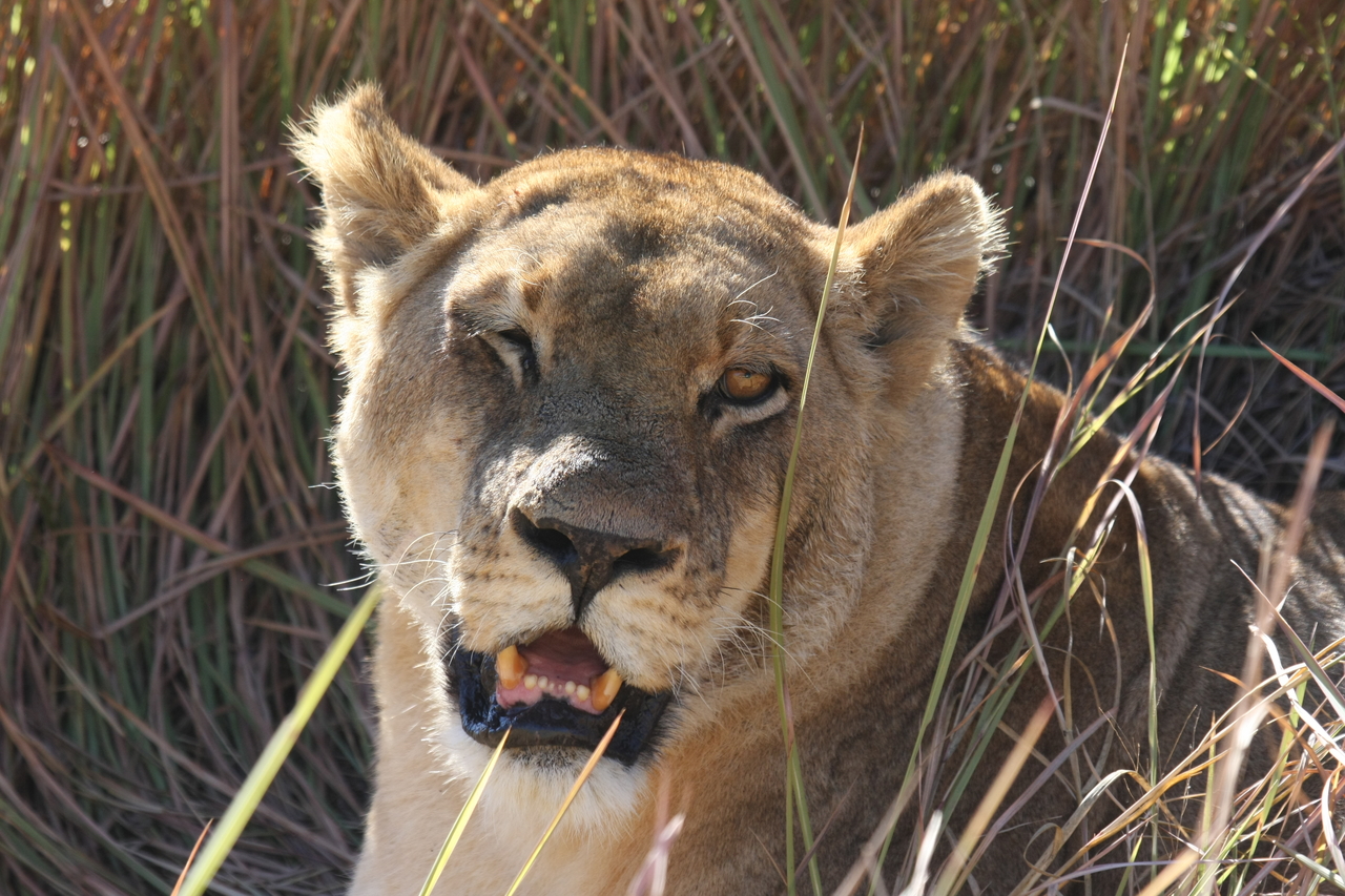 [18887] 2016_06_28_04_18_29_Africa_Canon_EOS_40D_IMG__00398.jpg