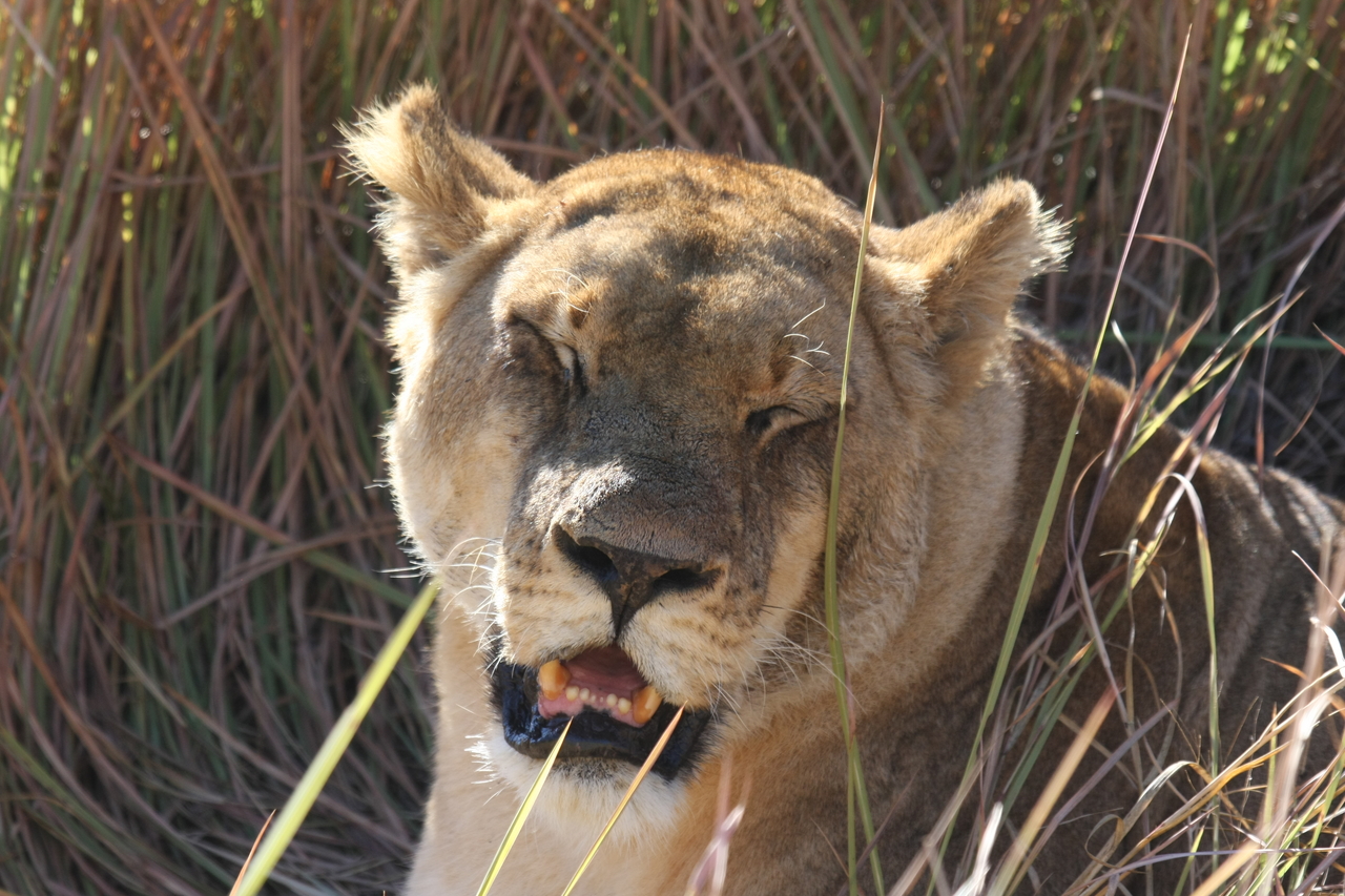 [18906] 2016_06_28_04_18_32_Africa_Canon_EOS_40D_IMG__02791.jpg