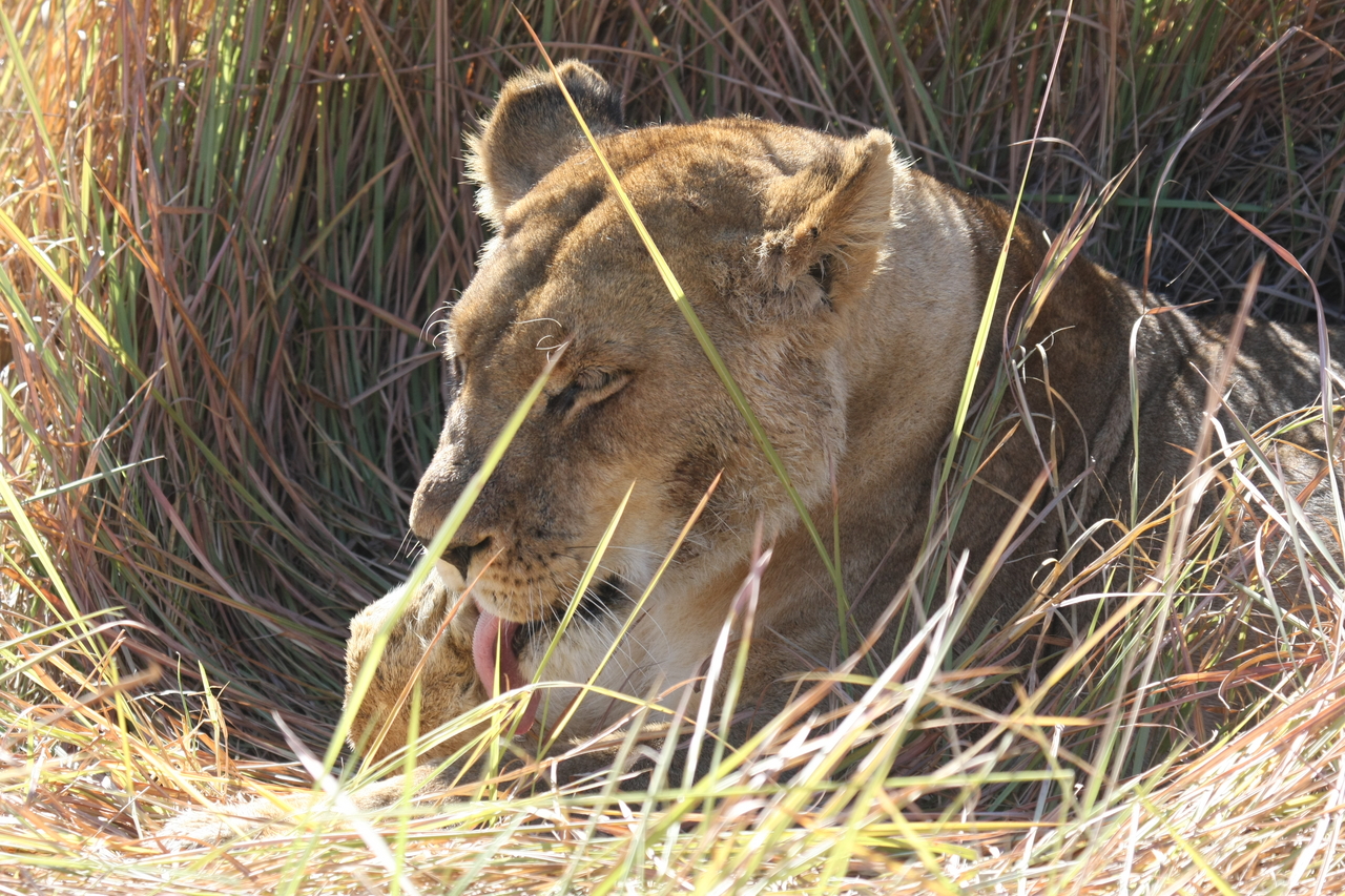 [18930] 2016_06_28_04_18_42_Africa_Canon_EOS_40D_IMG__00415.jpg