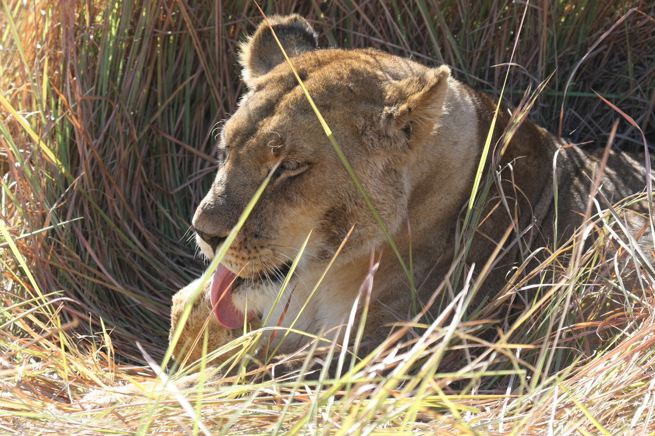 [18937] 2016_06_28_04_18_43_Africa_Canon_EOS_40D_IMG__00416.jpg