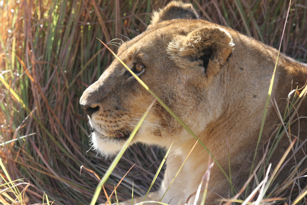 [18944] 2016_06_28_04_18_49_Africa_Canon_EOS_40D_IMG__00419.jpg