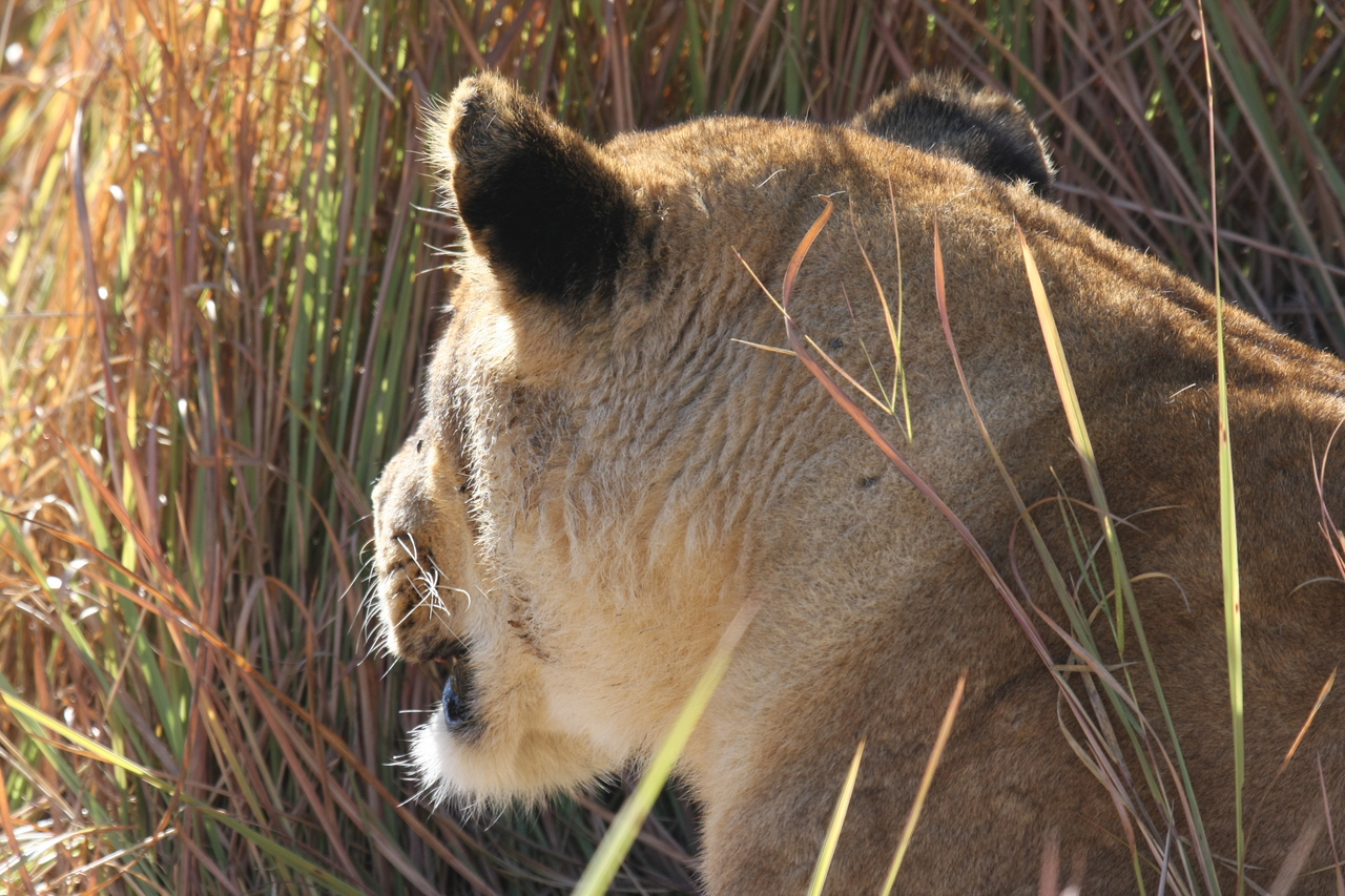 [19041] 2016_06_28_04_22_12_Africa_Canon_EOS_40D_IMG__00444.jpg