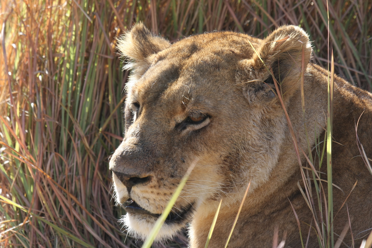 [19056] 2016_06_28_04_23_21_Africa_Canon_EOS_40D_IMG__00451.jpg