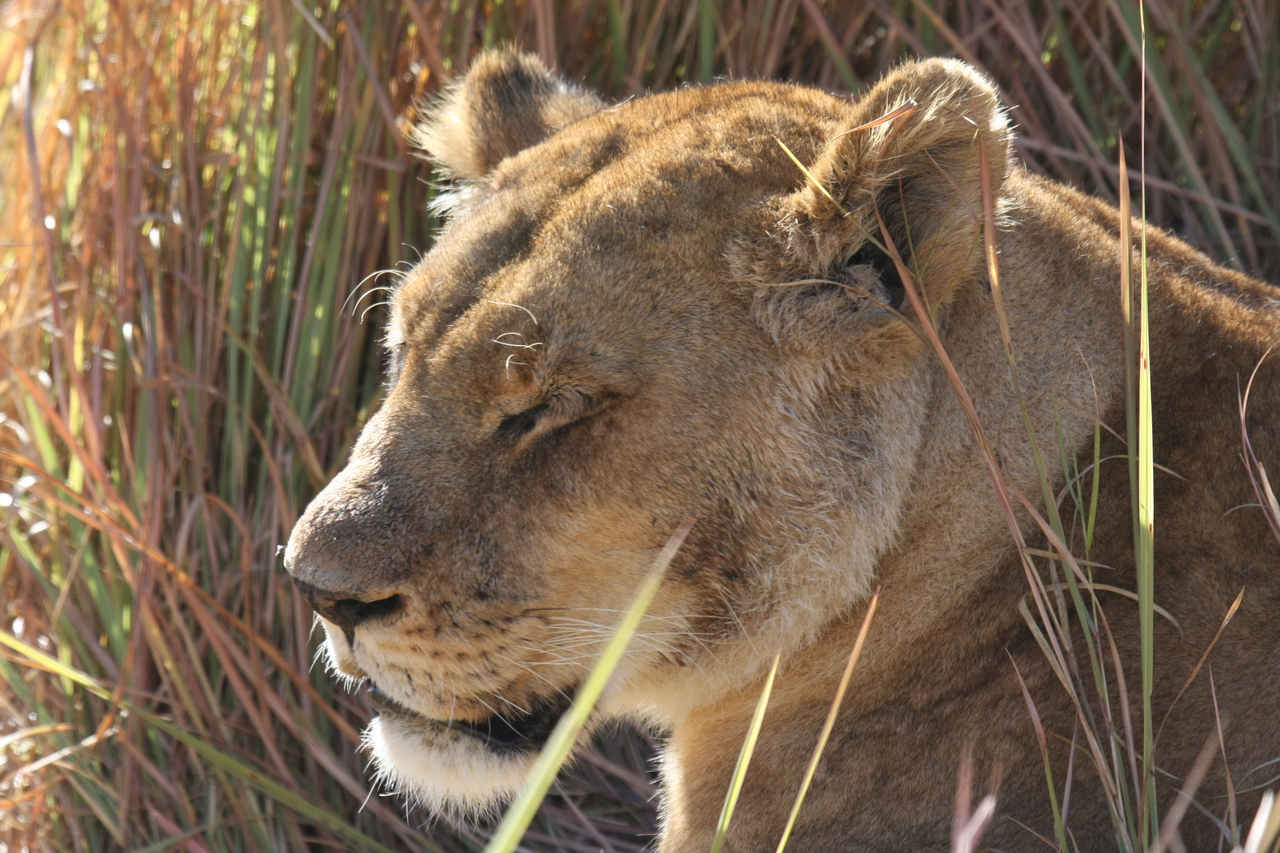 [19068] 2016_06_28_04_23_23_Africa_Canon_EOS_40D_IMG__10287.jpg