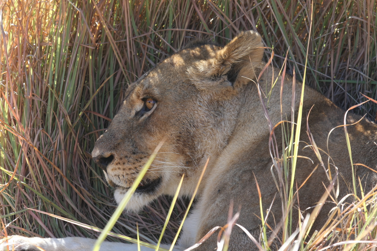 [19071] 2016_06_28_04_23_58_Africa_Canon_EOS_40D_IMG__02842.jpg