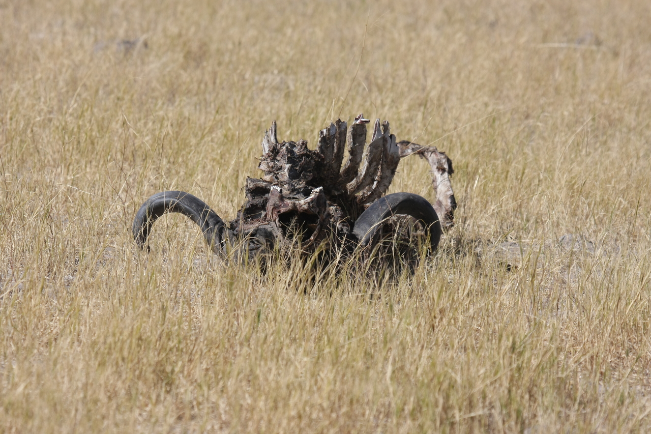 [19074] 2016_06_28_04_41_24_Africa_Canon_EOS_40D_IMG__00457.jpg