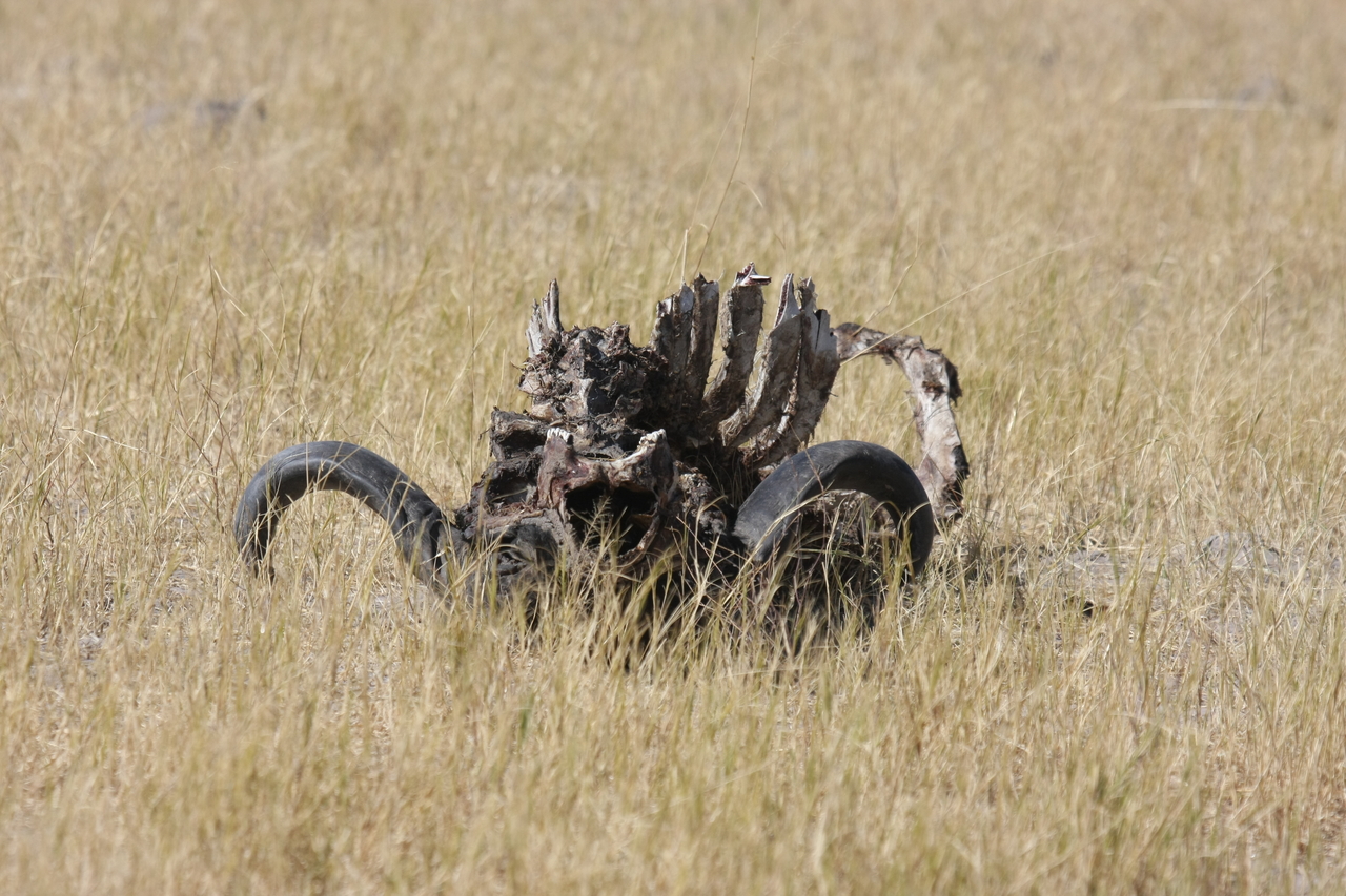 [19079] 2016_06_28_04_41_28_Africa_Canon_EOS_40D_IMG__00459.jpg