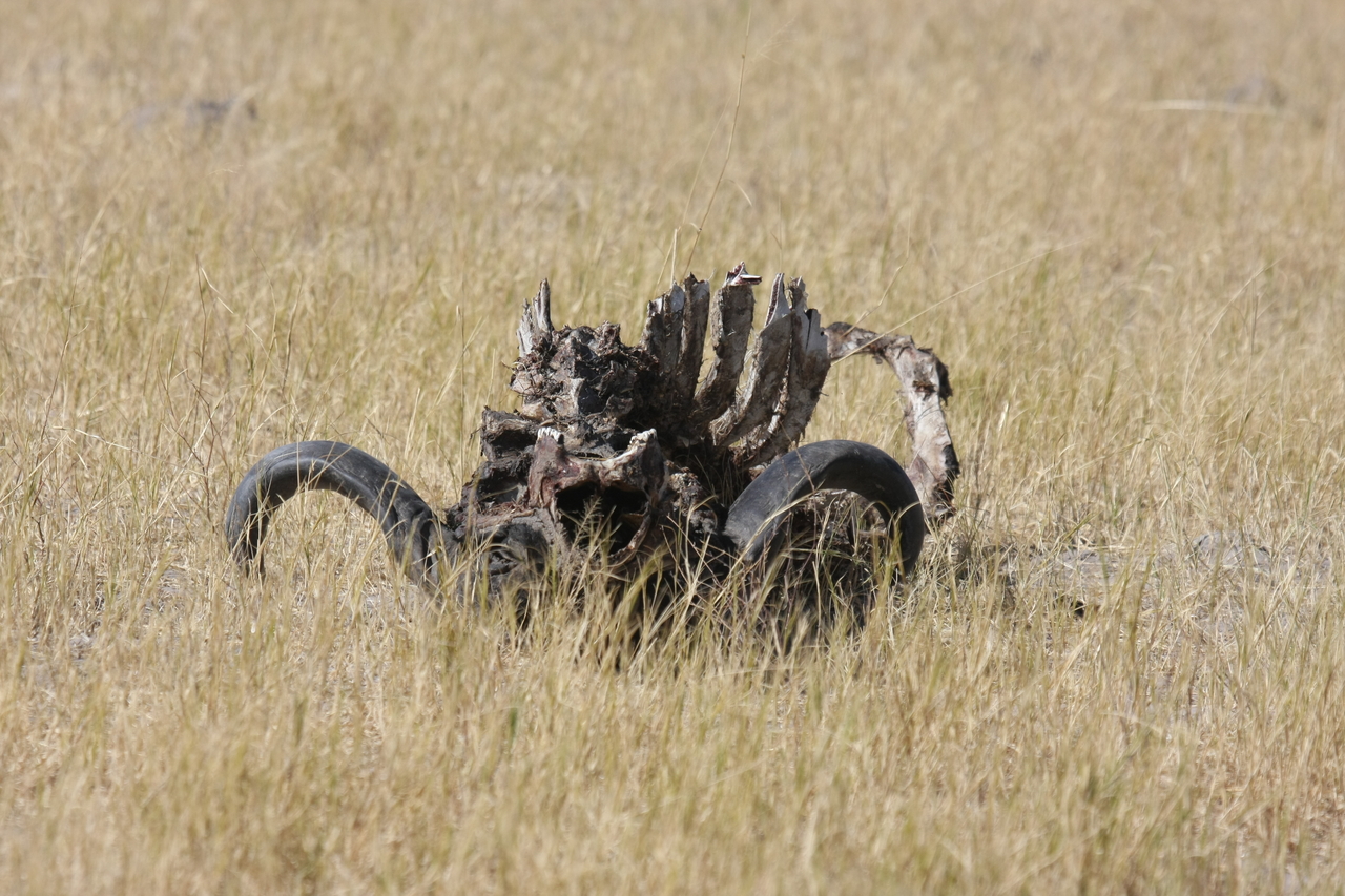 [19080] 2016_06_28_04_41_28_Africa_Canon_EOS_40D_IMG__00460.jpg
