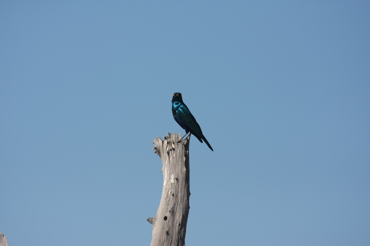 [19091] 2016_06_28_04_43_19_Africa_Canon_EOS_40D_IMG__00463.jpg