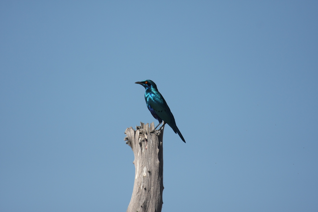 [19097] 2016_06_28_04_43_23_Africa_Canon_EOS_40D_IMG__00465.jpg