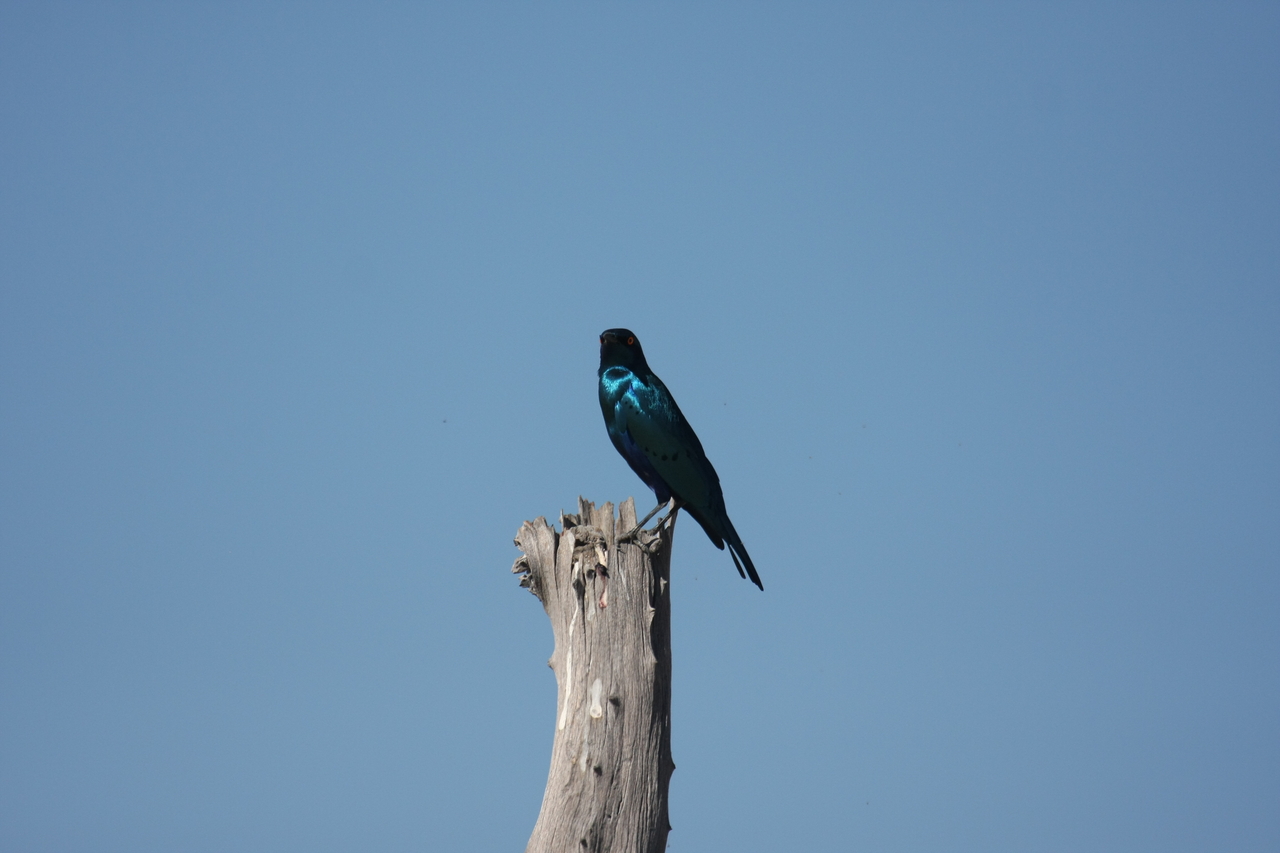 [19127] 2016_06_28_04_43_36_Africa_Canon_EOS_40D_IMG__10308.jpg