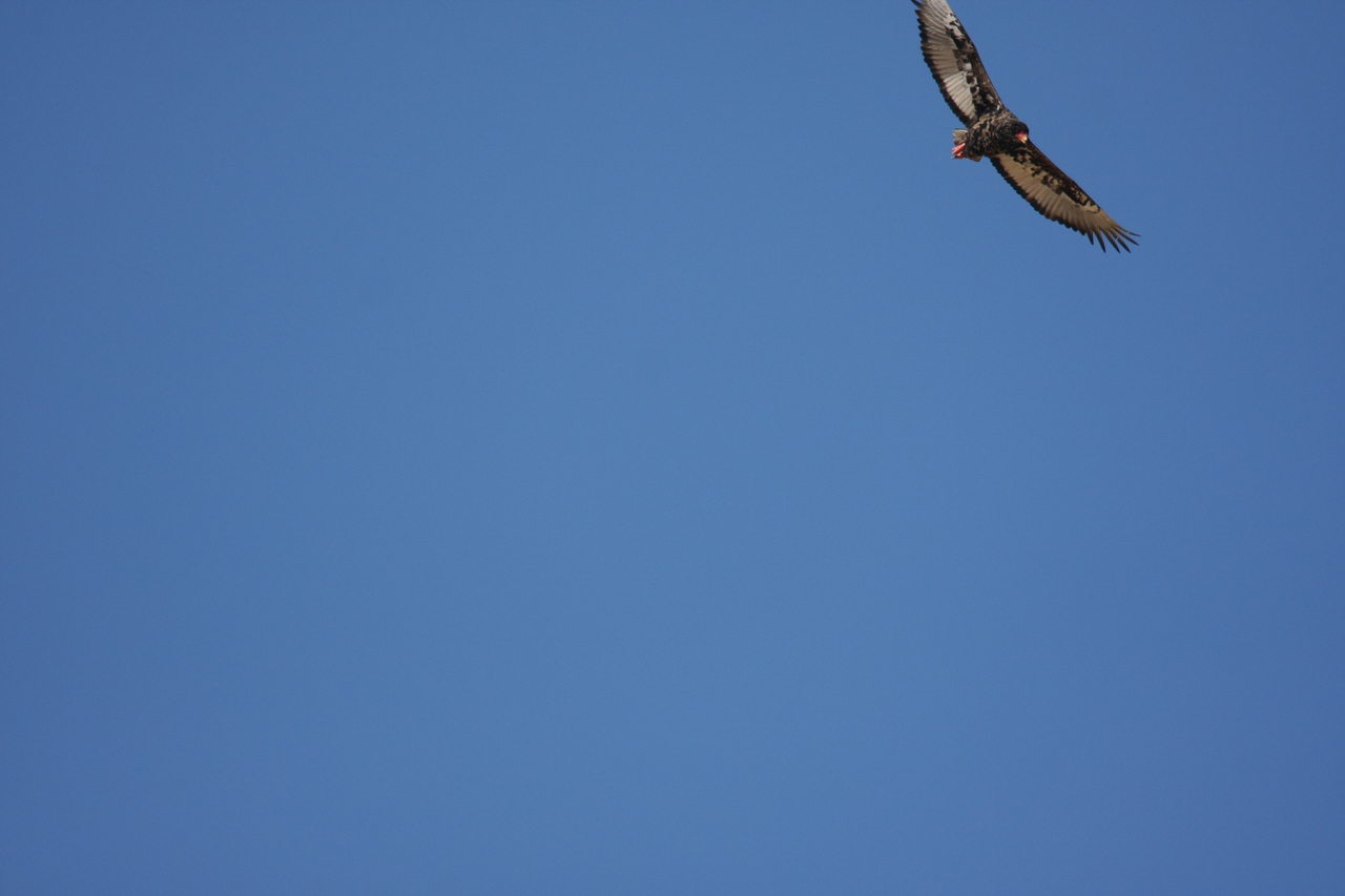 [19158] 2016_06_28_04_44_22_Africa_Canon_EOS_40D_IMG__00488.jpg