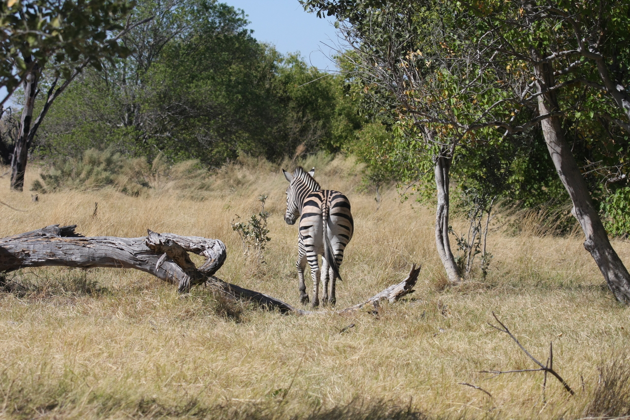 [19185] 2016_06_28_04_49_46_Africa_Canon_EOS_40D_IMG__00498.jpg