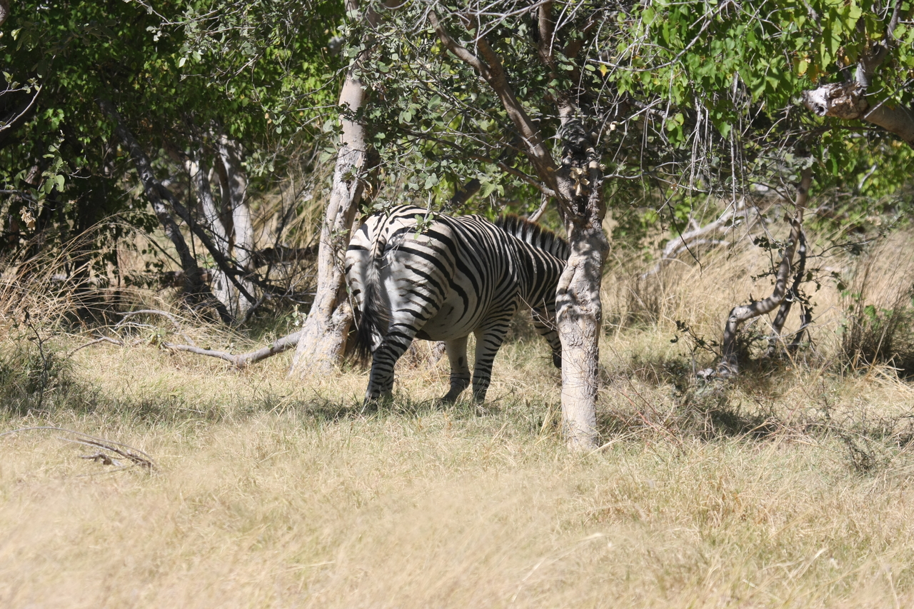 [19194] 2016_06_28_04_49_57_Africa_Canon_EOS_40D_IMG__10333.jpg