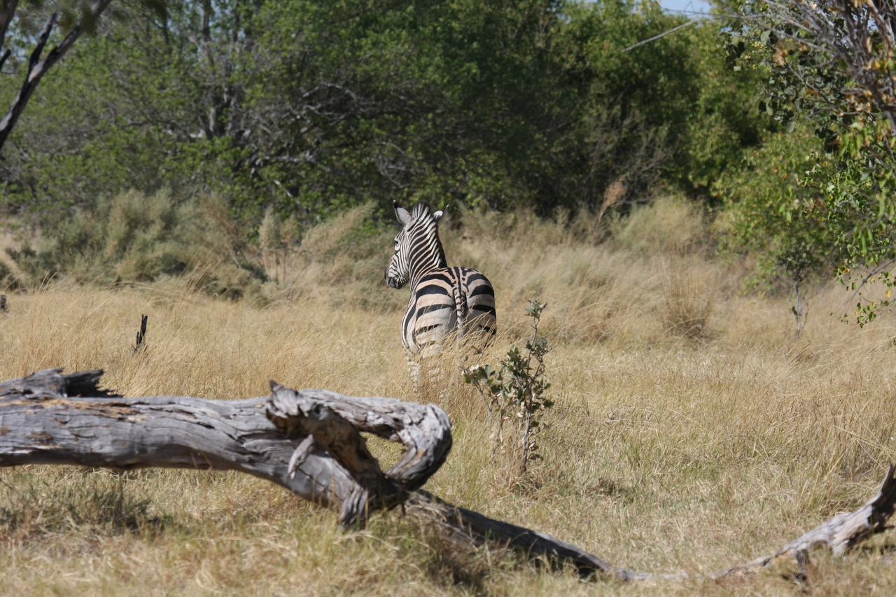 [19197] 2016_06_28_04_50_03_Africa_Canon_EOS_40D_IMG__00503.jpg