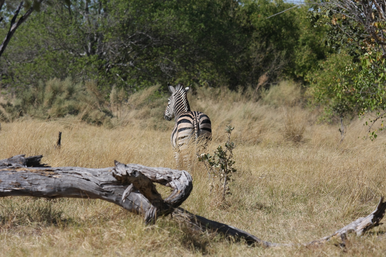 [19198] 2016_06_28_04_50_03_Africa_Canon_EOS_40D_IMG__02888.jpg