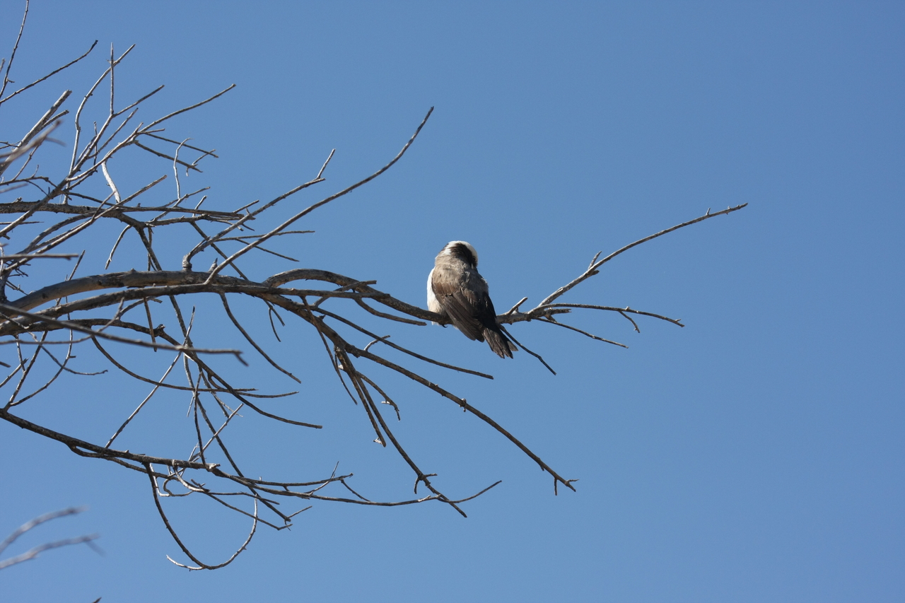 [19206] 2016_06_28_04_57_13_Africa_Canon_EOS_40D_IMG__10338.jpg