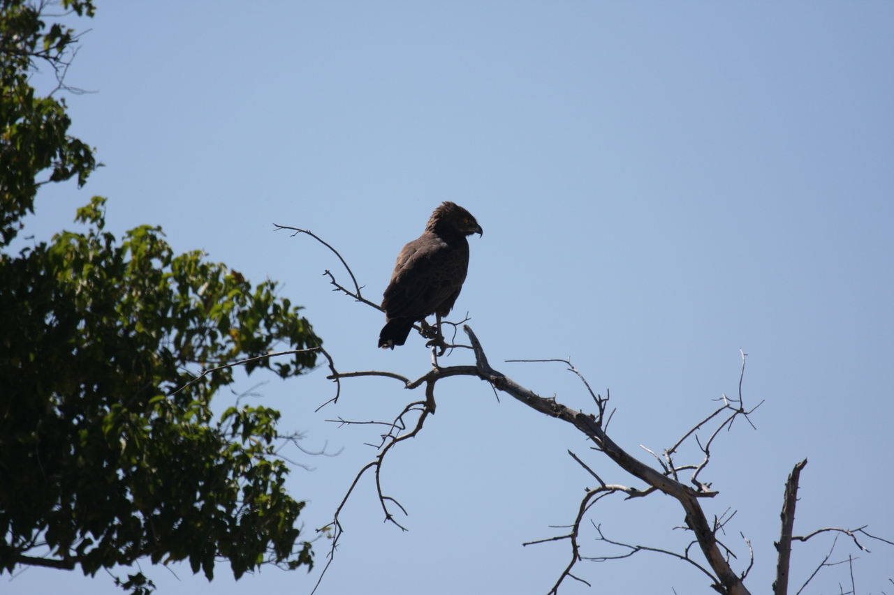 [19209] 2016_06_28_04_58_40_Africa_Canon_EOS_40D_IMG__00507.jpg