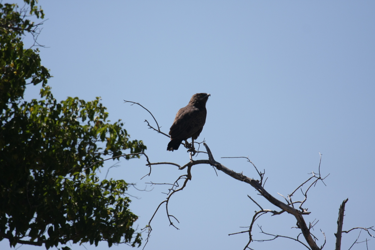 [19223] 2016_06_28_04_58_44_Africa_Canon_EOS_40D_IMG__10343.jpg