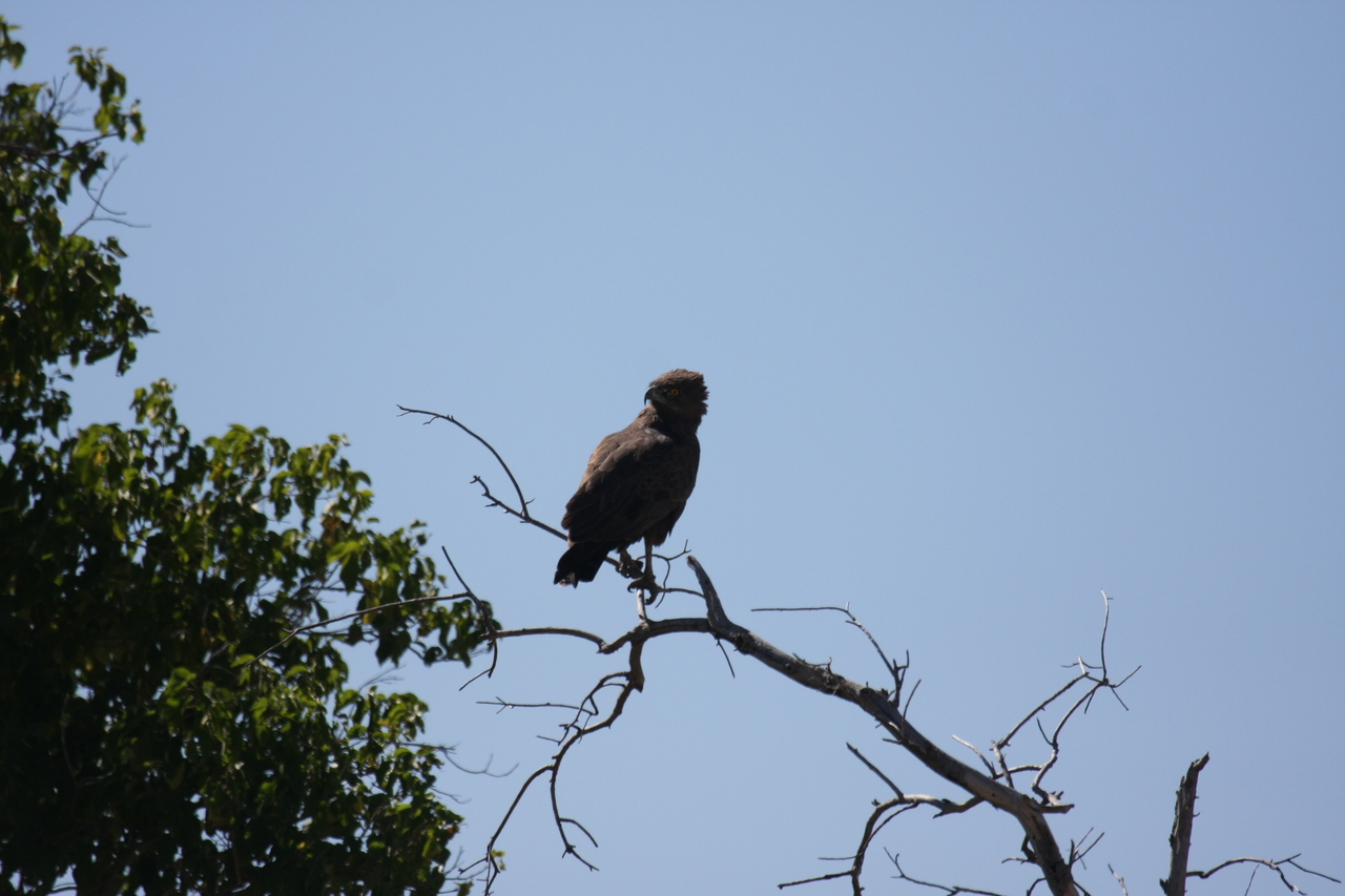 [19234] 2016_06_28_04_58_45_Africa_Canon_EOS_40D_IMG__10349.jpg
