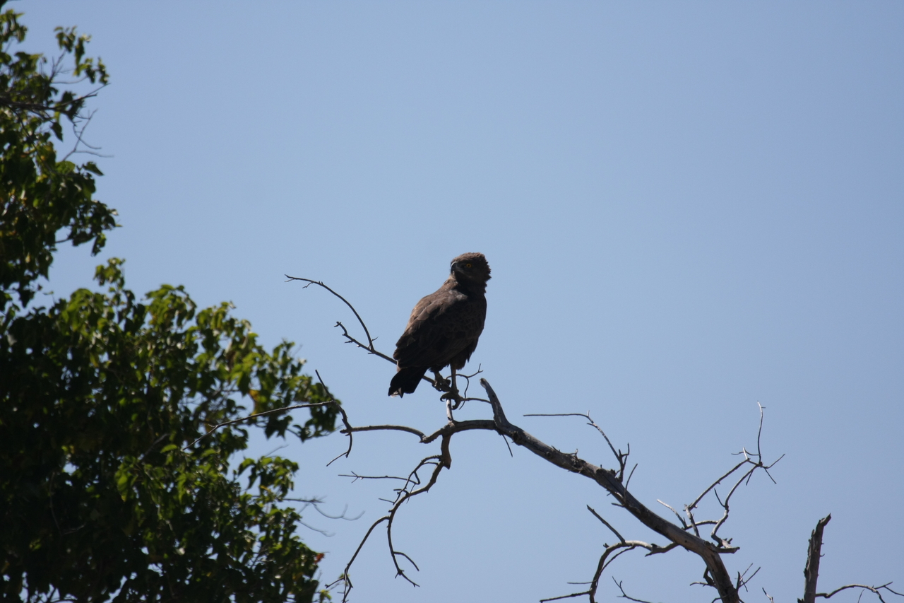 [19243] 2016_06_28_04_58_48_Africa_Canon_EOS_40D_IMG__10352.jpg