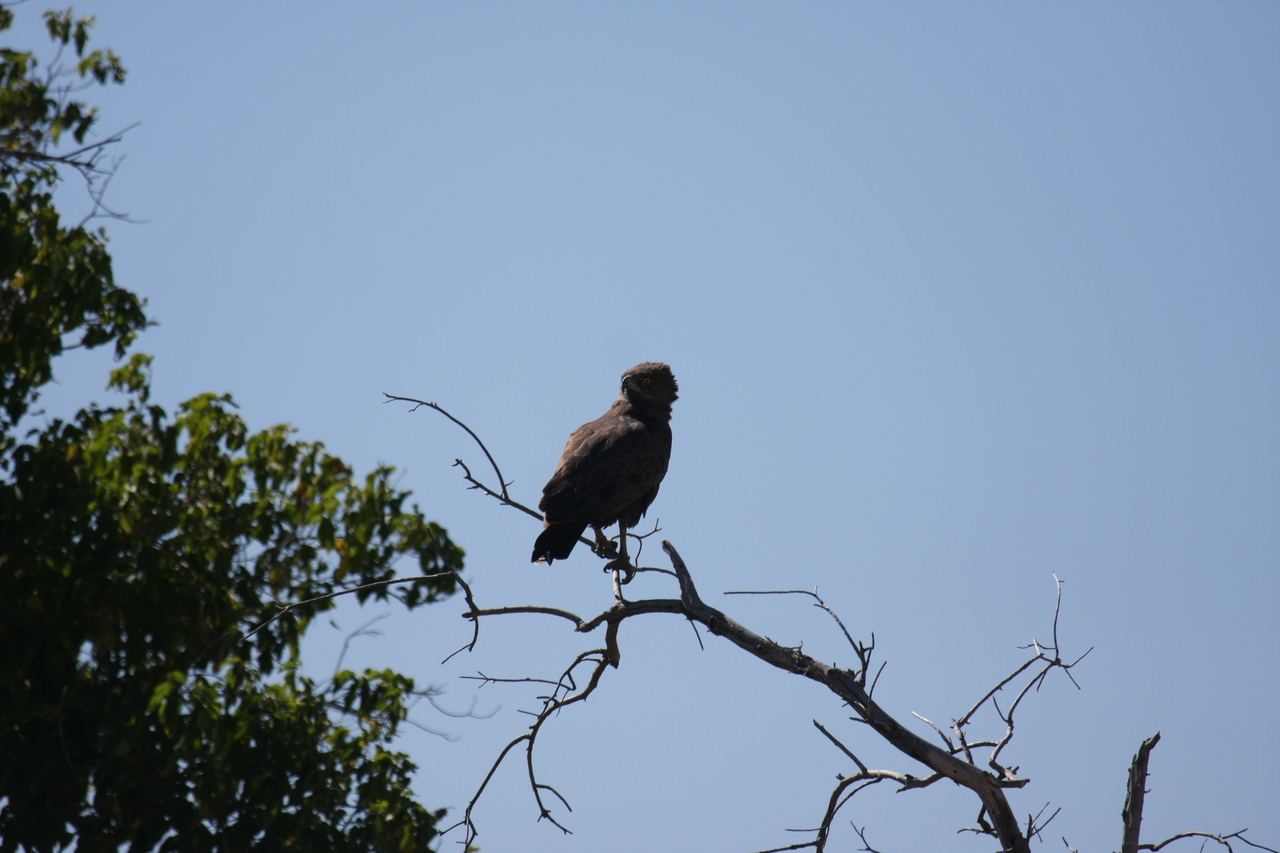 [19245] 2016_06_28_04_58_49_Africa_Canon_EOS_40D_IMG__02906.jpg