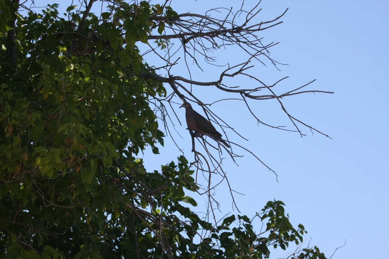[19249] 2016_06_28_04_59_15_Africa_Canon_EOS_40D_IMG__10354.jpg