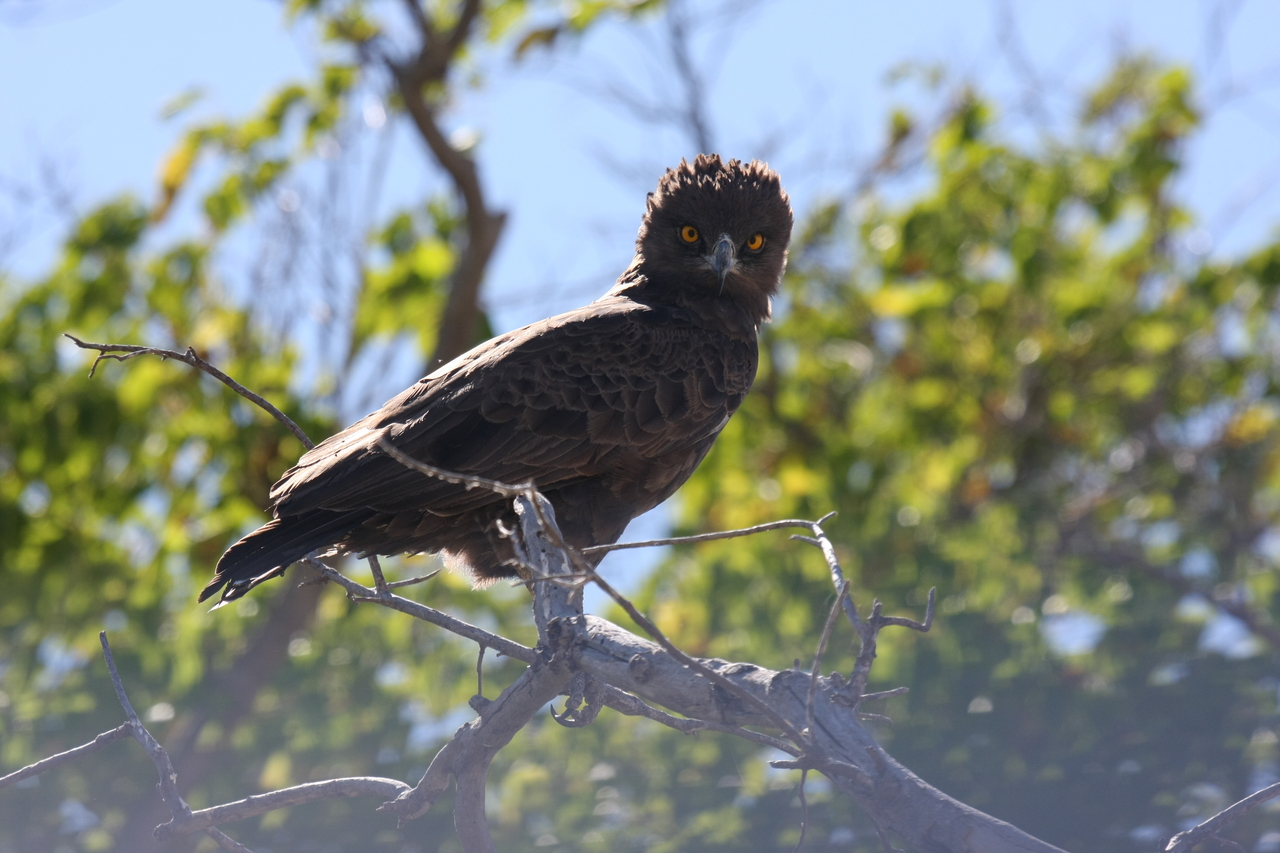 [19254] 2016_06_28_05_00_12_Africa_Canon_EOS_40D_IMG__02909.jpg
