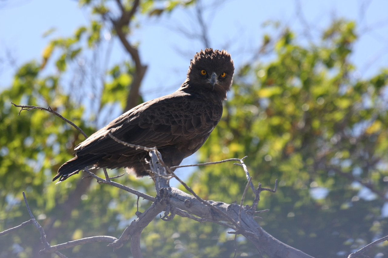 [19258] 2016_06_28_05_00_12_Africa_Canon_EOS_40D_IMG__10357.jpg