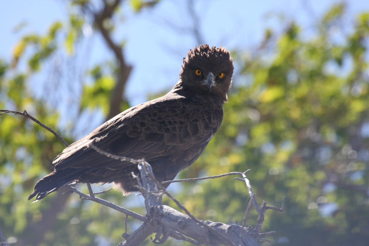[19270] 2016_06_28_05_00_15_Africa_Canon_EOS_40D_IMG__10362.jpg