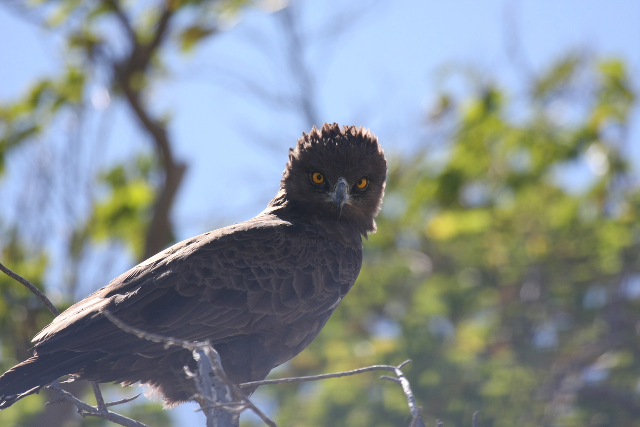 [19288] 2016_06_28_05_00_22_Africa_Canon_EOS_40D_IMG__10368.jpg